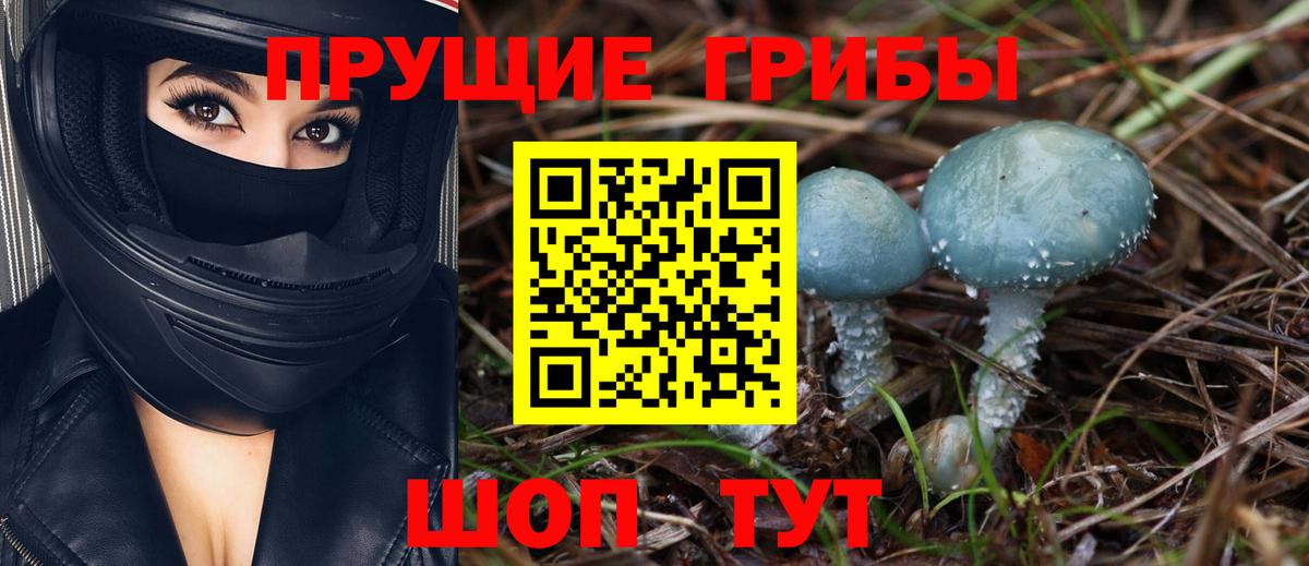 Кировск  Псилоцибиновые грибы Psilocybine cubensis  Вход с VPN 